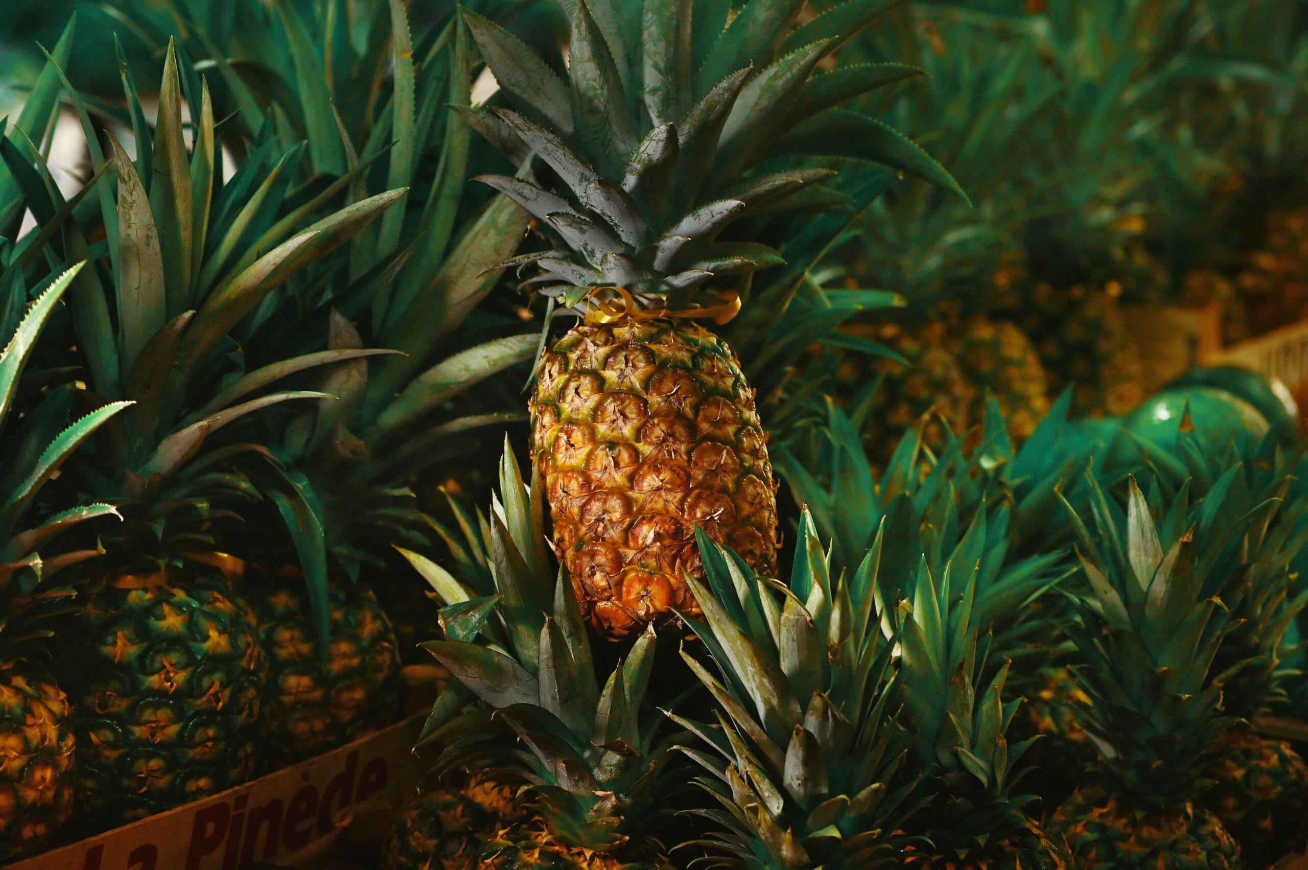 Ananas-vente-Martinique