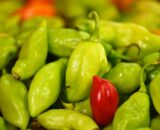 Piment-vegetarien-de-Martinique