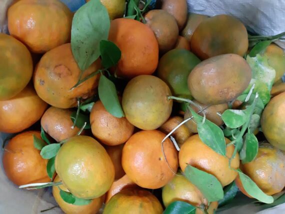 Mandarines locales - Frecinette