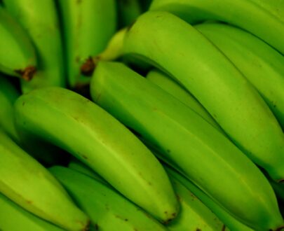 Banane-plantain-legume-a-vendre-Martinique