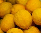 Citron-acheter-Martinique