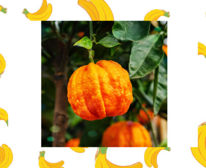 Oranges-amer-locales-fraiche-de-Martinique